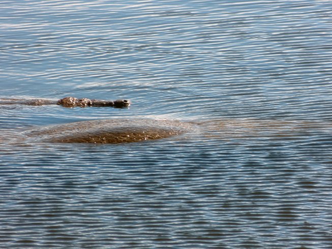 Mother and Baby Manatee